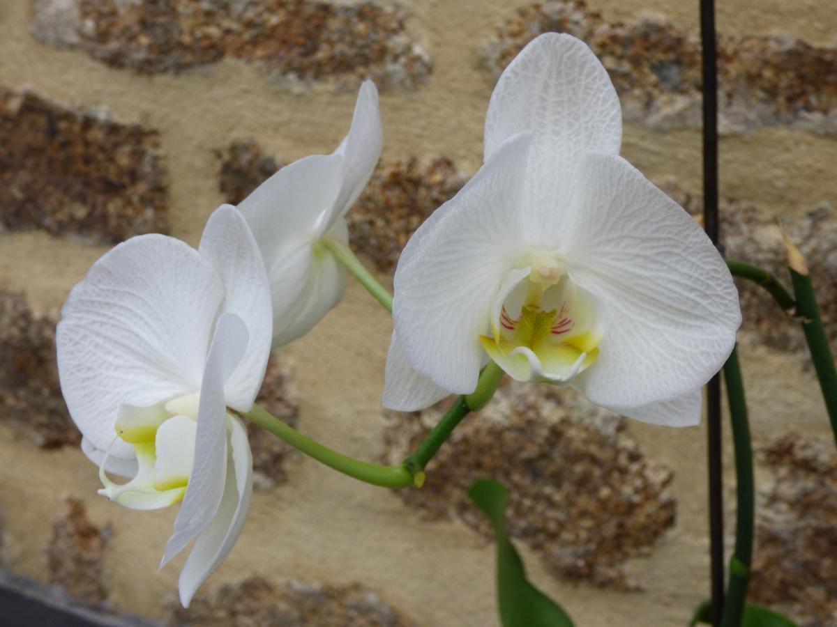 Chambres  Orchidées Saint-Denis-de-Gastines Extérieur photo